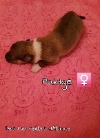 PAIDGE